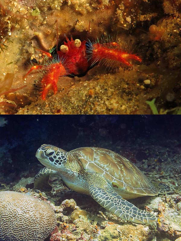 brenda-dive-guide-dauin-5