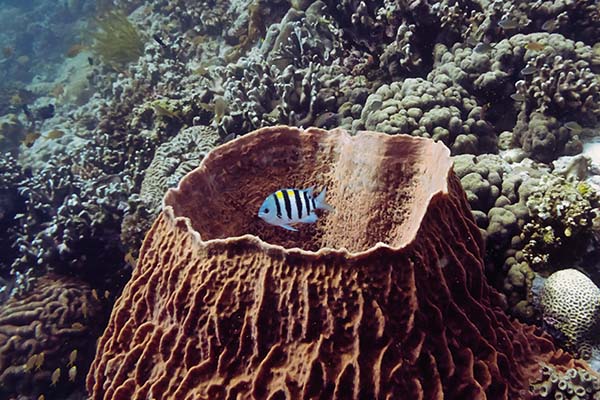 dive-sites-dauin-apo-island-siquijor_0004_DSC07632
