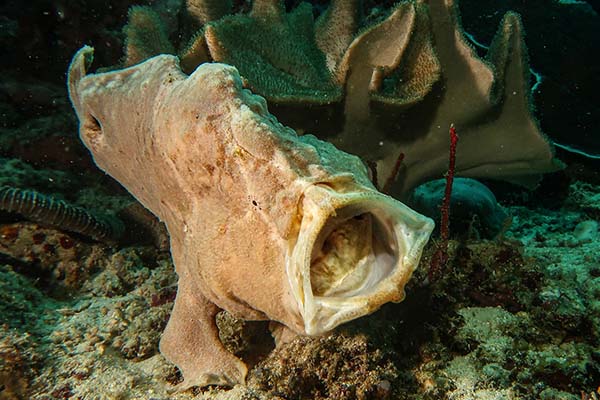 dive-sites-dauin-apo-island-siquijor_0007_494180920_10226536749436299_1706810533187902772_n
