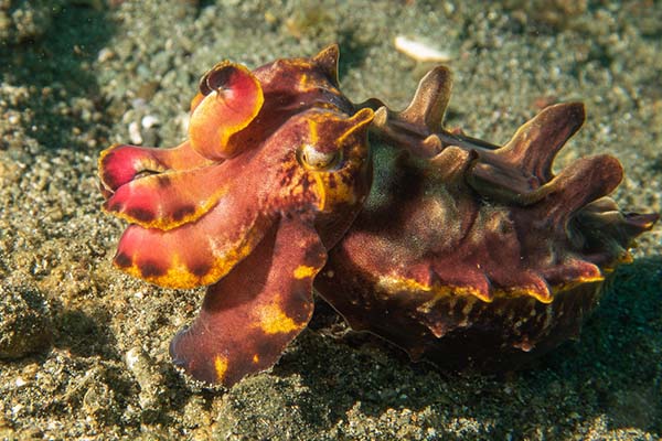 dive-sites-dauin-apo-island-siquijor_0010_Screenshot 2025-06-10 at 13-12-01 Flamboyant Cuttlefish. Southern Leyte Paul H