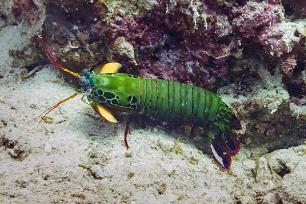 dive-sites-dauin-apo-island-siquijor_0012_DSC07513n