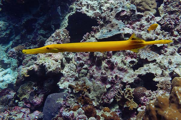 dive-sites-dauin-apo-island-siquijor_0013_DSC07390