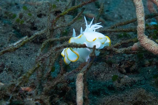 dive-sites-dauin-apo-island-siquijor_0015_DSC08166