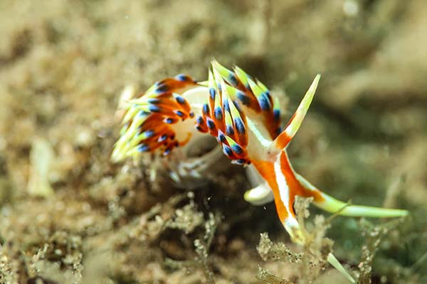 dive-sites-dauin-apo-island-siquijor_0024_503830284_10226898256713755_5219117915001194643_n