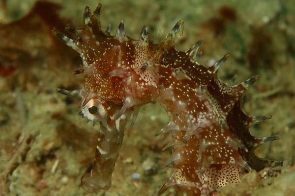 dive-sites-dauin-apo-island-siquijor_0027_85236452_10215157214955049_1012991805110616064_n