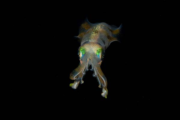 dive-sites-dauin-apo-island-siquijor_0029_Screenshot 2025-06-10 at 13-12-17 The Alien. An encounter with a squid during
