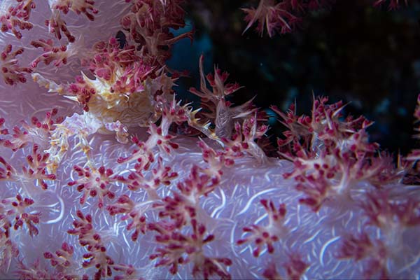 dive-sites-dauin-apo-island-siquijor_0032_Screenshot 2025-06-10 at 13-13-13 Crab tucked away on a branching soft coral S
